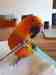 Conure