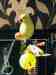 Indian Ringneck Parakeet