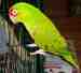 Conure