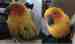 Conure