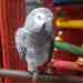 African Grey