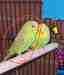 Budgerigar