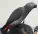 African Grey