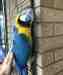 Macaw