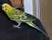 Parakeet