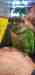 Conure