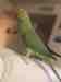 Indian Ringneck Parakeet