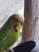 Budgerigar