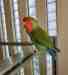 Lovebird