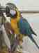 Macaw