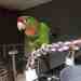 Conure