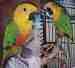 Conure