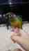 Conure