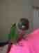 Conure