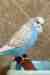 Budgerigar