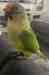 Conure