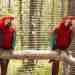 Macaw