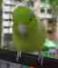 Parrotlet
