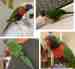 Lory / Lorikeet