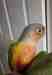 Conure