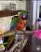 Macaw
