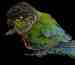 Conure