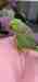 Indian Ringneck Parakeet