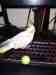 Cockatiel