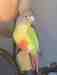 Conure