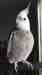 Cockatiel