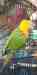 Conure Conure