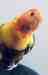 Lory / Lorikeet
