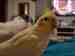 Cockatiel