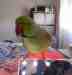 Indian Ringneck Parakeet