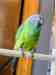 Conure