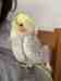 Cockatiel