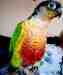 Conure