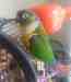 Conure