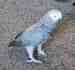 African Grey