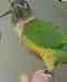 Conure