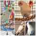 Parakeet