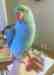 Indian Ringneck Parakeet