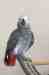 African Grey