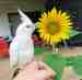 Cockatiel
