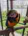 Macaw