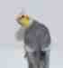 Cockatiel