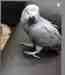 African Grey