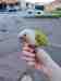 Conure