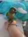 Conure