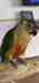 Conure